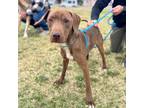 Adopt *Bongo a Brown/Chocolate American Pit Bull Terrier / Mixed dog in El Paso