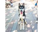 Adopt *Bolt a Black Border Terrier / Mixed dog in El Paso, TX (40688104)