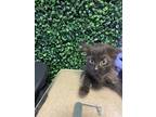 Adopt 53737799 a All Black Domestic Longhair / Mixed cat in El Paso