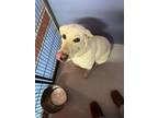 Adopt 55377552 a White Border Terrier / Mixed dog in El Paso, TX (40815547)