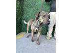 Adopt Terry a Brindle Labrador Retriever / Mixed dog in El Paso, TX (40816249)