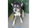 Adopt BLUE a Black Siberian Husky / Mixed dog in El Paso, TX (40811471)