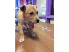 Adopt 55374854 a Tan/Yellow/Fawn Border Terrier / Mixed dog in El Paso