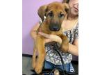 Adopt 55374095 a Brown/Chocolate German Shepherd Dog / Mixed dog in El Paso