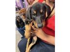 Adopt 55374084 a Black German Shepherd Dog / Mixed dog in El Paso, TX (40810645)