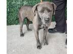 Adopt 55373481 a Brown/Chocolate American Pit Bull Terrier / Mixed dog in El