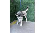Adopt Hatch* a Black Husky / Mixed dog in El Paso, TX (40805142)