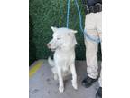Adopt Marshmallow* a White Siberian Husky / Mixed dog in El Paso, TX (40805141)