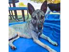 Adopt 55366941 a Brindle German Shepherd Dog / Mixed dog in El Paso