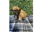 Adopt 55287020 a Tan/Yellow/Fawn Shepherd (Unknown Type) / Mixed dog in El Paso