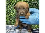 Adopt 55287018 a Tan/Yellow/Fawn Shepherd (Unknown Type) / Mixed dog in El Paso