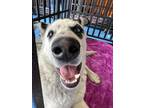 Adopt BATMAN* a Black Dalmatian / Mixed dog in El Paso, TX (40792754)