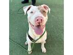 Adopt 55282496 a White Pit Bull Terrier / Mixed dog in El Paso, TX (40795333)