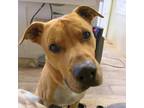 Adopt CLETUS a Tan/Yellow/Fawn American Pit Bull Terrier / Mixed dog in El Paso