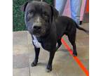Adopt 55271145 a Black American Pit Bull Terrier / Mixed dog in El Paso