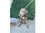 Adopt Linda* a Tan/Yellow/Fawn American Pit Bull Terrier / Mixed dog in El Paso