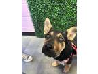 Adopt Pookie a Black German Shepherd Dog / Mixed dog in El Paso, TX (40764192)