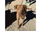 Adopt 55266537 a Brown/Chocolate Retriever (Unknown Type) / Mixed dog in El
