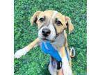 Adopt 55266307 a Tan/Yellow/Fawn Border Terrier / Mixed dog in El Paso