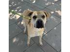 Adopt Shauntel a Tan/Yellow/Fawn Shar Pei / Mixed dog in El Paso, TX (40764604)