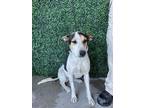 Adopt Lea a White Australian Cattle Dog / Mixed dog in El Paso, TX (40764187)