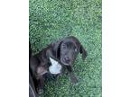 Adopt Bob* a Black American Pit Bull Terrier / Mixed dog in El Paso