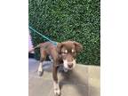 Adopt 55264335 a Brown/Chocolate Husky / Mixed dog in El Paso, TX (40761163)