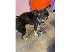 Adopt Kira a Black Shepherd (Unknown Type) / Mixed dog in El Paso, TX (40756595)