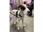 Adopt 55260621 a White Border Terrier / Mixed dog in El Paso, TX (40756590)