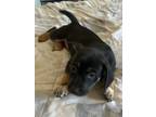 Adopt Pork Chop a Black Basset Hound / Mixed dog in El Paso, TX (40755858)