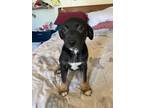 Adopt Chorizo a Black Basset Hound / Mixed dog in El Paso, TX (40755853)