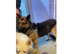 Adopt 55260415 a Black German Shepherd Dog / Mixed dog in El Paso, TX (40755852)
