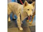 Adopt 48004273 a White Siberian Husky / Mixed dog in El Paso, TX (40755848)