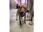 Adopt 55259779 a Brindle Border Terrier / Mixed dog in El Paso, TX (40754984)