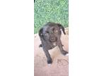 Adopt 55254441 a Black Border Terrier / Mixed dog in El Paso, TX (40747669)