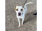 Adopt 55253846 a White Labrador Retriever / Mixed dog in El Paso, TX (40747666)