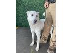 Adopt 55234691 a White Siberian Husky / Mixed dog in El Paso, TX (40782909)