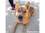 Adopt Pomodoro* a Brown/Chocolate Australian Cattle Dog / Mixed dog in El Paso