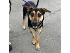 Adopt Penny* a Black Shepherd (Unknown Type) / Mixed dog in El Paso