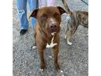 Adopt Pastrami a Brown/Chocolate Pit Bull Terrier / Mixed dog in El Paso