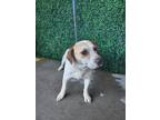 Adopt Pan a White Beagle / Mixed dog in El Paso, TX (40704001)