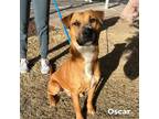 Adopt Oscar* a Brown/Chocolate Shepherd (Unknown Type) / Mixed dog in El Paso