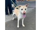 Adopt Noel a Tan/Yellow/Fawn Shepherd (Unknown Type) / Mixed dog in El Paso