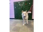 Adopt Nigel a White Akita / Mixed dog in El Paso, TX (40688674)