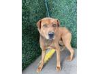 Adopt Ned* a Tan/Yellow/Fawn Shepherd (Unknown Type) / Mixed dog in El Paso