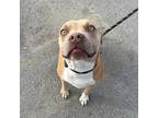 Adopt Nala a Tan/Yellow/Fawn American Pit Bull Terrier / Mixed dog in El Paso
