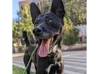 Adopt Mugs a Black German Shepherd Dog / Mixed dog in El Paso, TX (40688510)