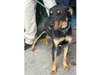 Adopt Buddy a Black Rottweiler / Mixed dog in El Paso, TX (40688001)