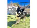 Adopt *Valhalla a Black Collie / Mixed dog in El Paso, TX (40687996)
