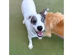 Adopt Greg a White Australian Cattle Dog / Siberian Husky / Mixed dog in El